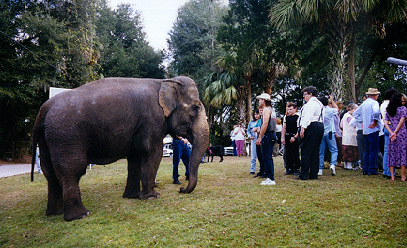 Elephant in the yard
