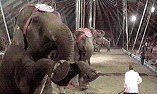 Elephants in Circus