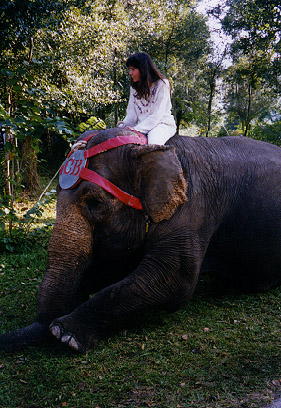 Sherri on an Elephant