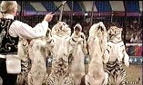Tigers in circus